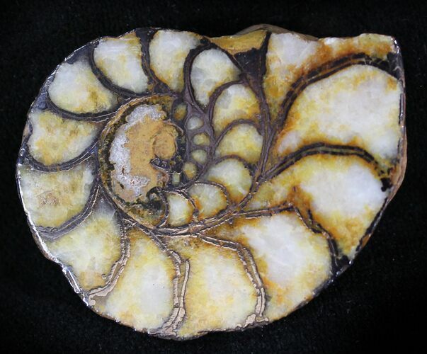 Iron Replaced Ammonite Fossil (Half) #23871